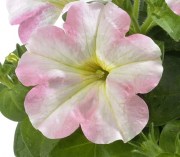Petunia Amore Baby White-Pink